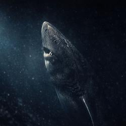The Greenland Shark
