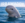 irrawaddy-dolphin