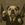 babydog