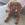 archie-the-cigar-poodle