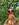 gallo-the-hen