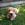 jake