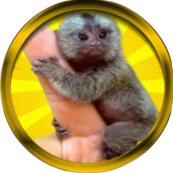 Finger Monkey