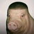 Wigger Pig icon